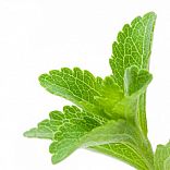 Natural, Healthy and Sweet: The Benefits of Stevia