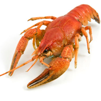 Lobster Salad Cocktail